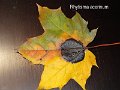 Rhytisma acerinum-amf1800